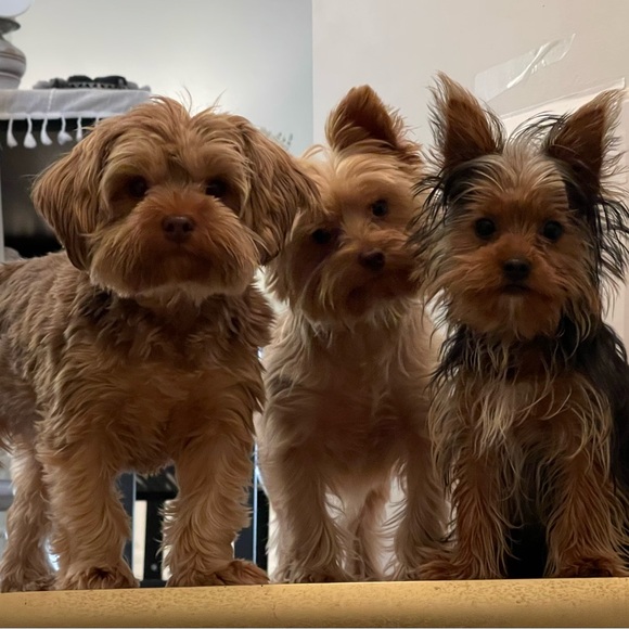 Ethomejj live host listing COMING SOON - Picture 4 of 5